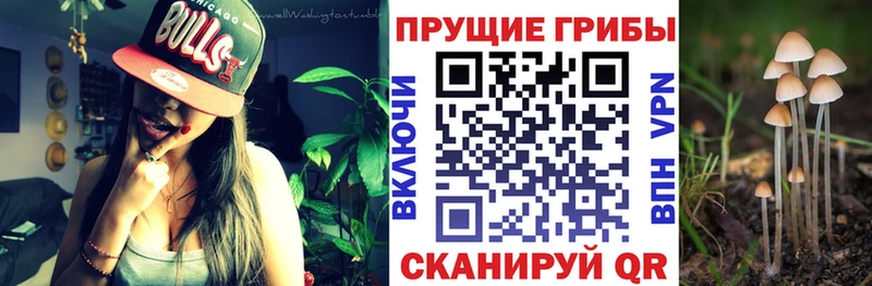 Псилоцибиновые грибы Psilocybine cubensis  Верещагино 